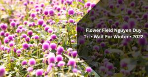 Flower Field Nguyen Duy Tri • Wait For Winter • 2022
