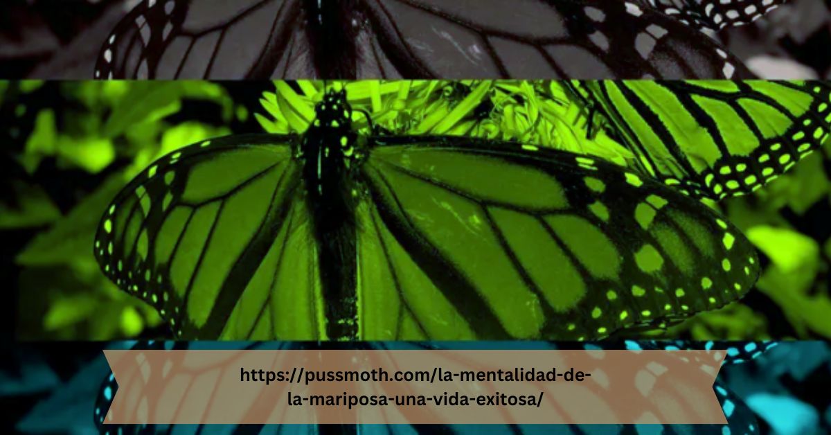 https://pussmoth.com/la-mentalidad-de-la-mariposa-una-vida-exitosa/