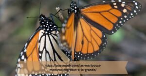 https://pussmoth.com/las-mariposas-monarca-regresan-a-lo-grande/