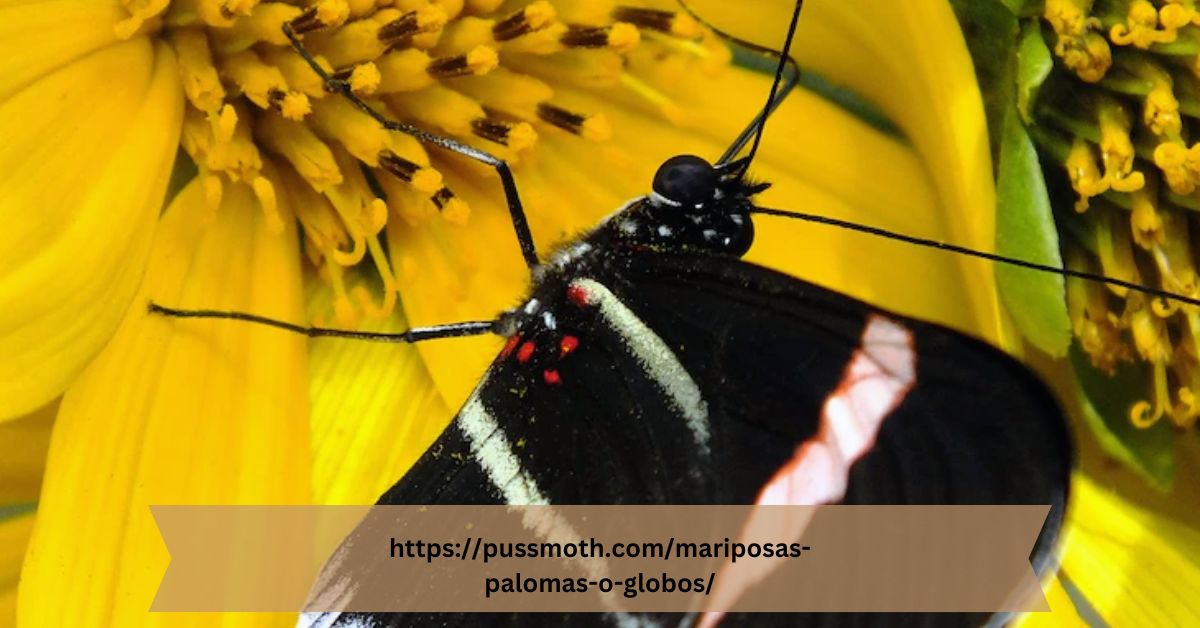 https://pussmoth.com/mariposas-palomas-o-globos/